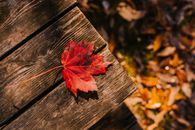 From above of dry maple leaf on wooden planks in forest with fallen foliage on ground on autumn day in nature