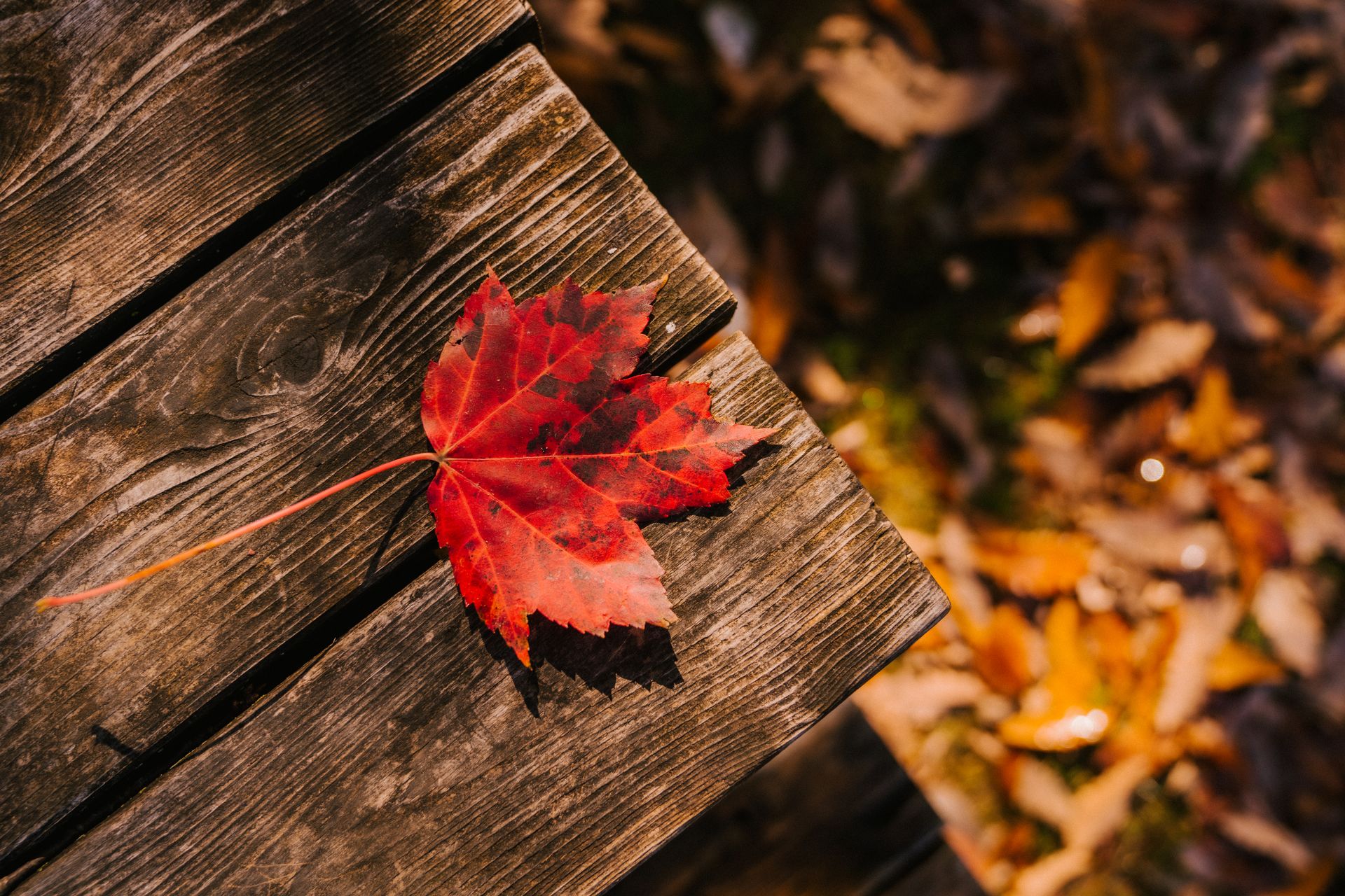 From above of dry maple leaf on wooden planks in forest with fallen foliage on ground on autumn day in nature