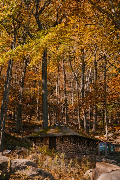 Autumn trees near stone house