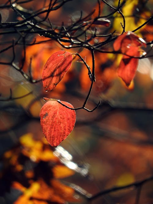 Darmowe zdjęcie z galerii z bokeh, gałęzie, jesień