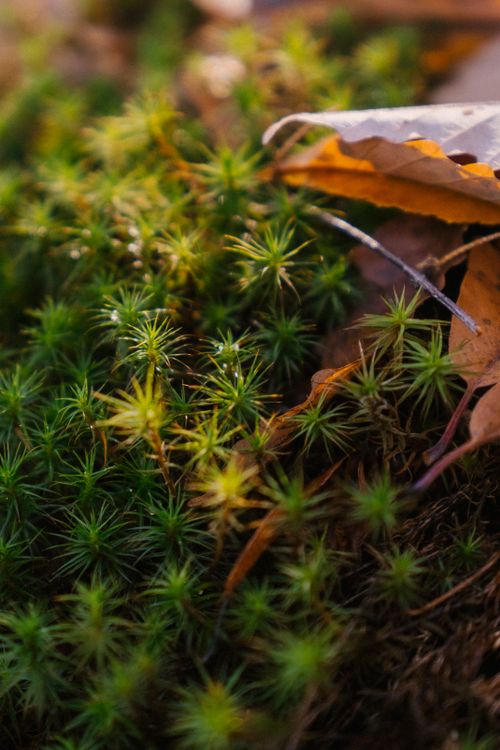 Free Dry fallen leaves on green shrub of plant with spikes growing in forest in nature on autumn day with blurred background Stock Photo