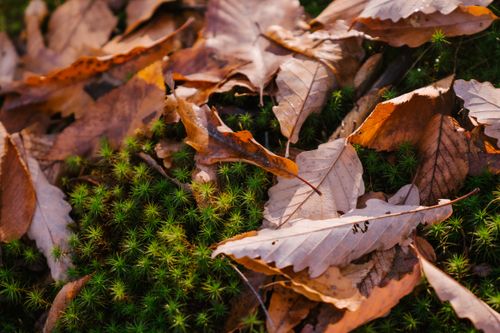 Free From above of fallen dry leaves of tree covering green plant with needles growing in forest on autumn day in nature Stock Photo
