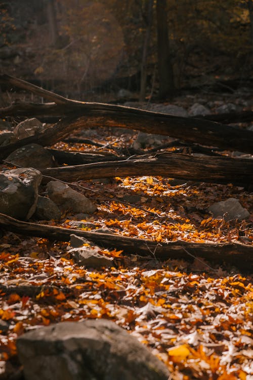Logs in autumn forest on ground