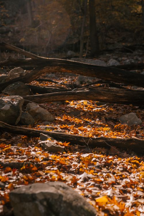Free Fallen tree trunks near stones on ground with dry leaves in woodland on autumn day in nature on sunny weather Stock Photo