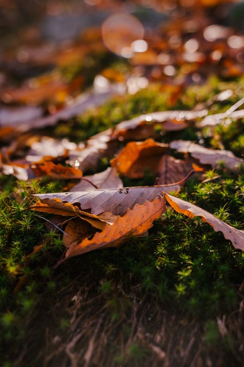 Free Fallen dry leaves of tree on green blooming shrub in forest on sunny autumn day in nature with blurred background Stock Photo