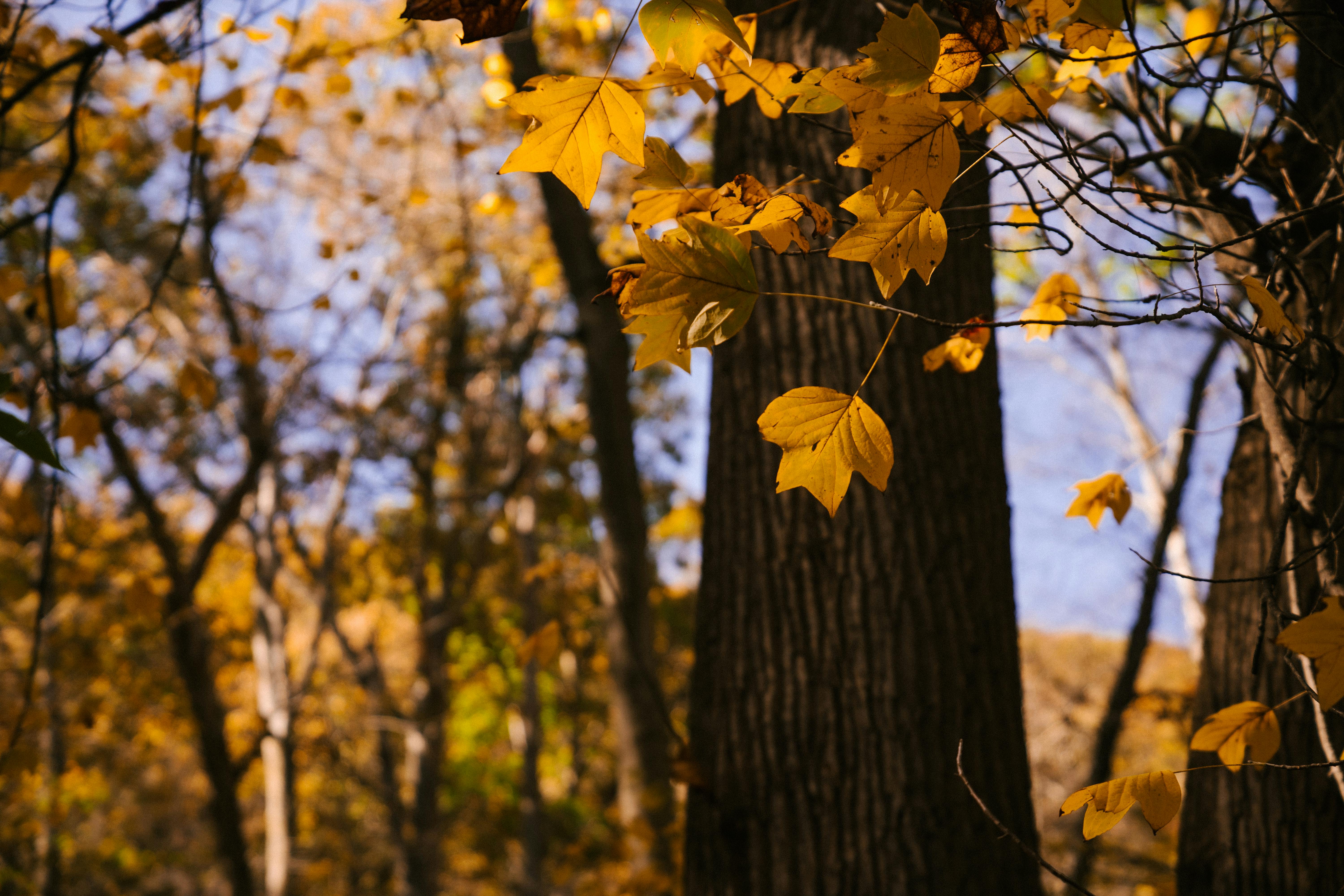 Tree branches in autumn forest · Free Stock Photo