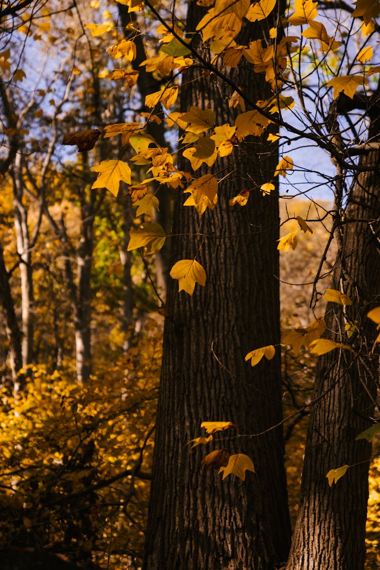 Overgrown Yellow Leaves On Trees In Autumn