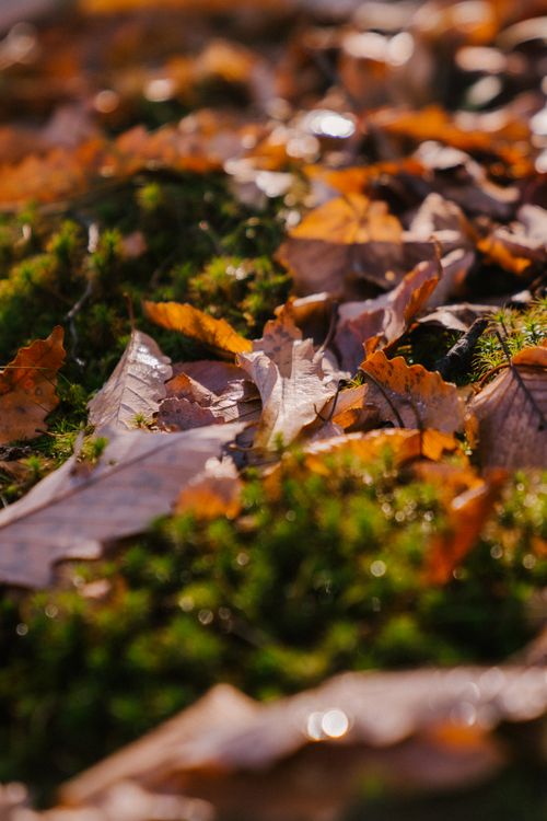Free Full frame of fallen yellow leaves of trees with green grass in autumn forest in soft daylight Stock Photo