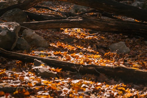 High angle of broken trees trunks and stones on ground covered with fallen leaves in autumn forest in sunlight