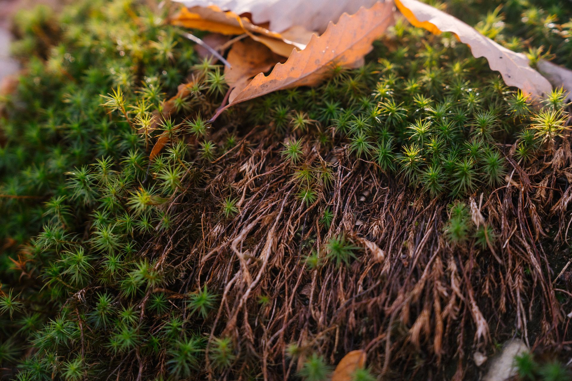 High angle of fallen leaves on forest ground covered with evergreen juniper haircap moss on sunny day