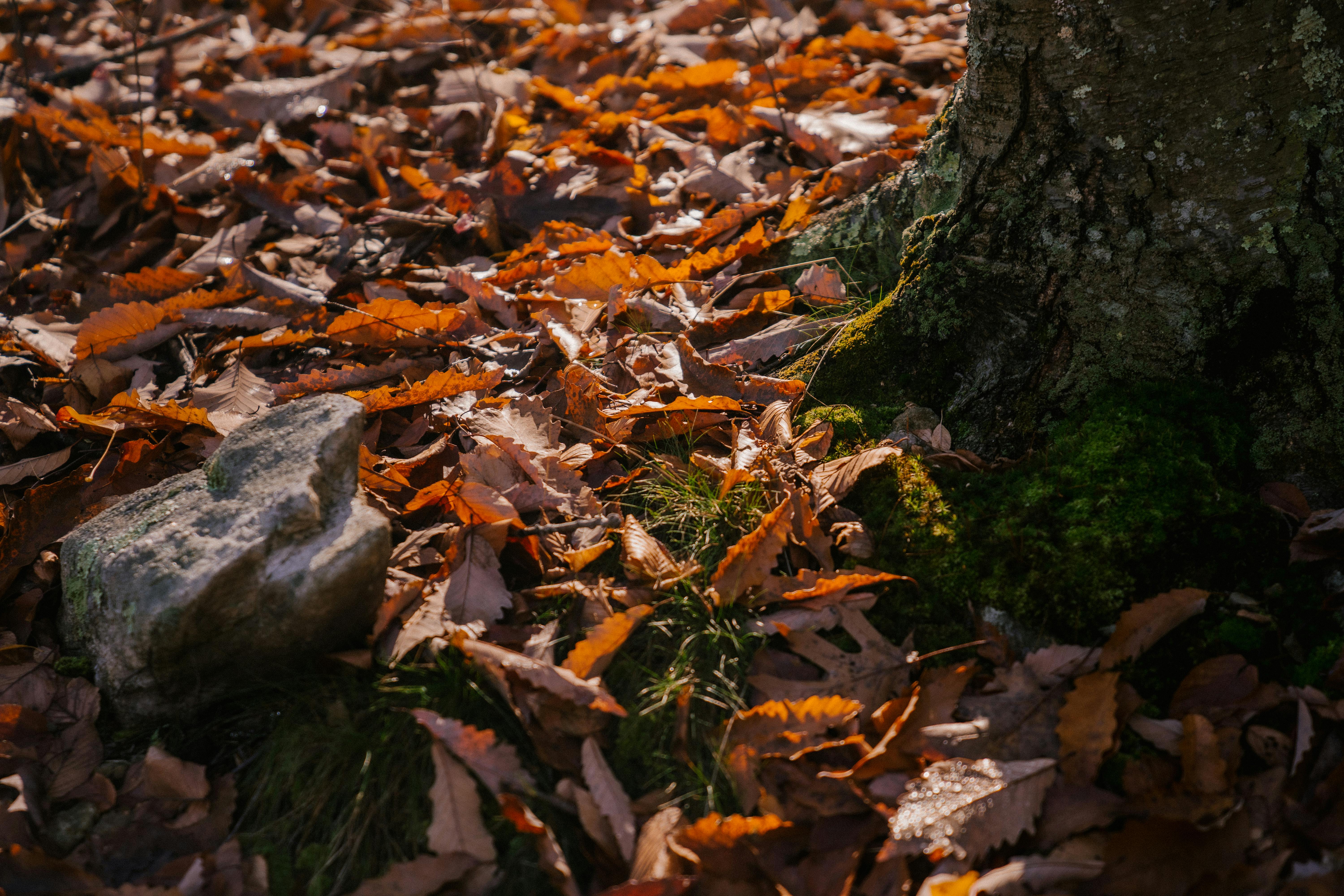 Comment préparer et utiliser les stimulants naturels