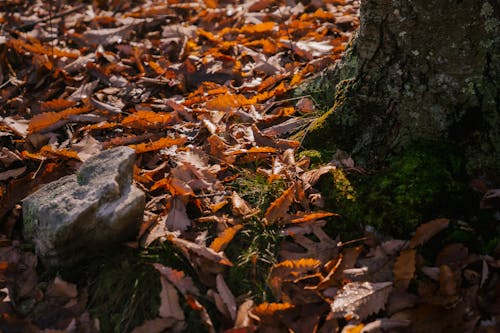 Mossy tree trunk on ground covered with fallen leaves in autumn forest