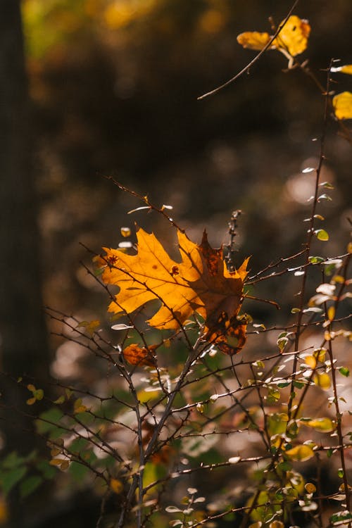 Hojas De Otoño De Suaves Ramitas En La Luz Del Sol