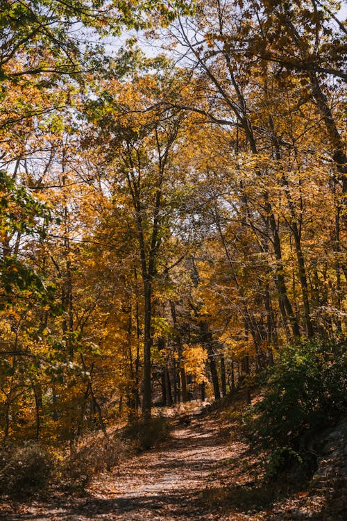 Alley among golden trees in autumn woods