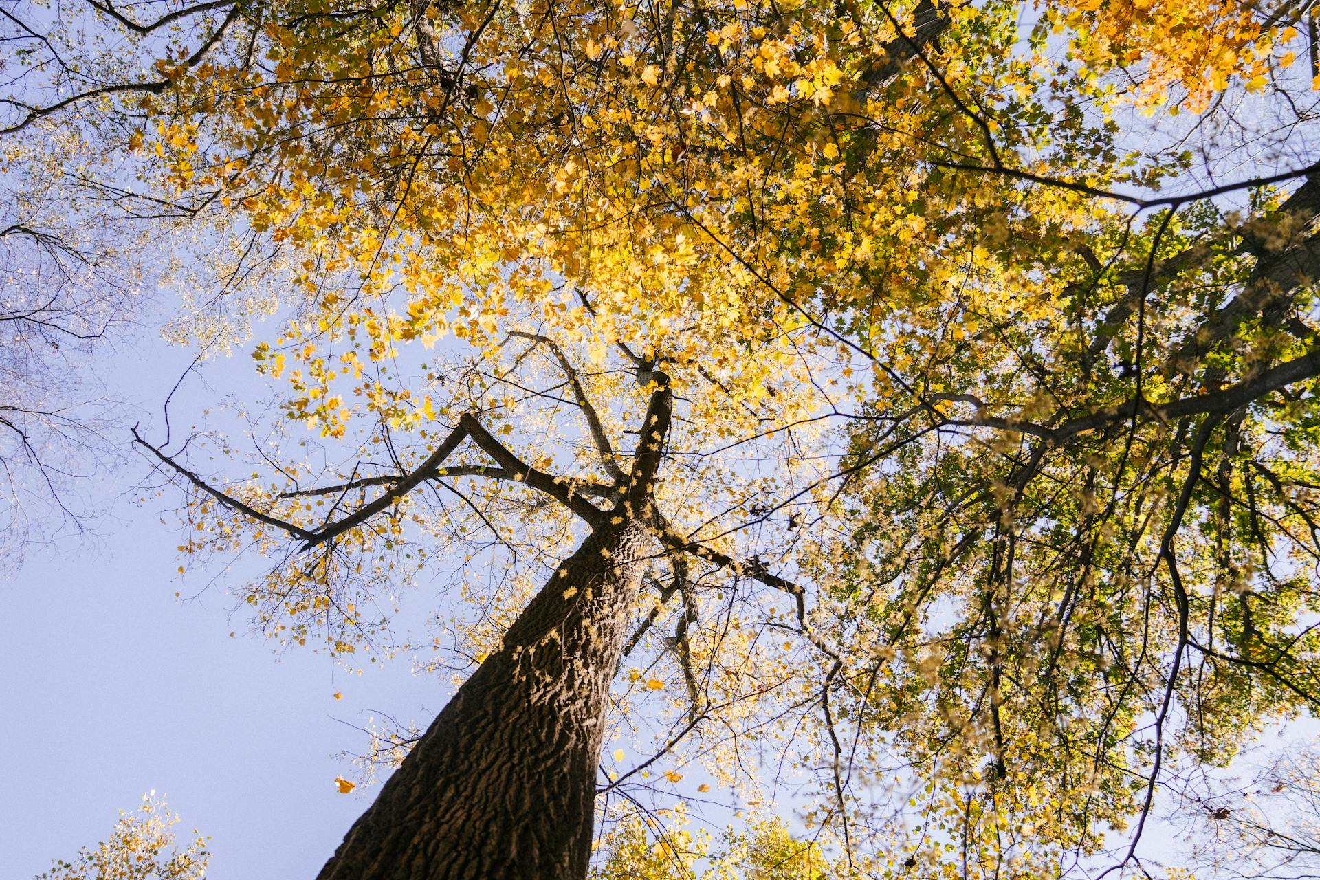 From below of tall tree with curvy branches and yellow leaves growing in forest against cloudless blue sky on sunny autumn day