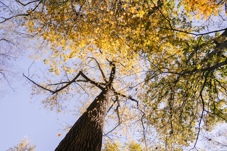 Tall Tree With Golden Leaves Under Blue Sky In Autumn