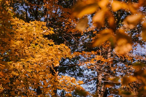 Kostnadsfri bild av blå himmel, blad, botanik