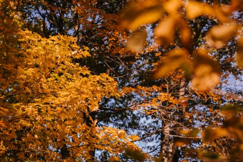 Free From below of tall lush trees with golden leaves growing in park against cloudless blue sky in autumn Stock Photo