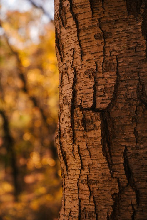 Tree trunk with dry bark growing in golden forest on sunny day