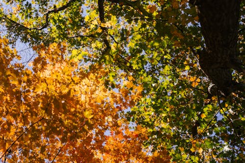 Kostnadsfri bild av blå himmel, blad, botanik