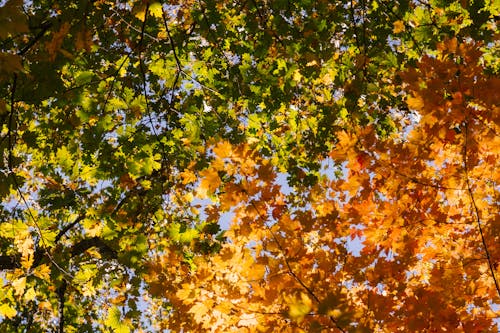 免费 黄色和绿色的树叶在秋天的蓝天下的树木 素材图片
