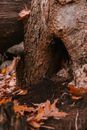 Tree trunk with burrow in autumn woods