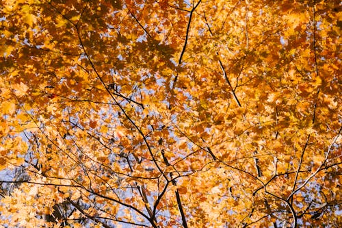 Tall maple trees with autumn foliage under blue sky · Free Stock Photo