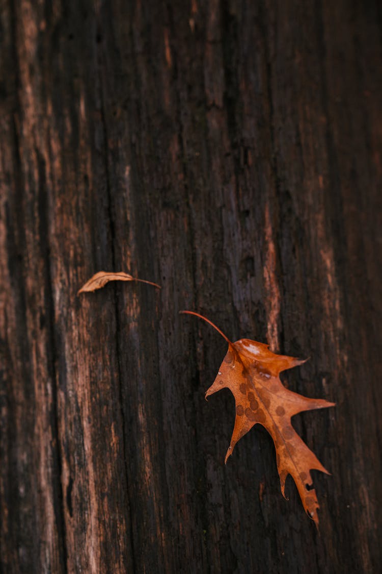 Dry Oak Leaf On Tree Trunk In Autumn Forest
