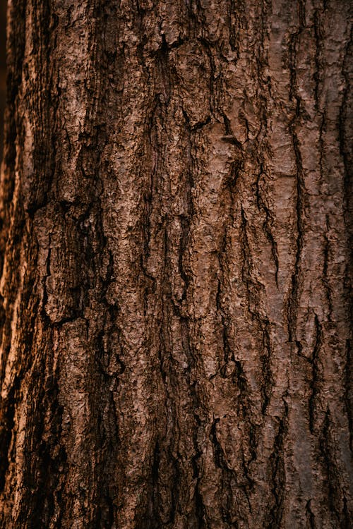 Textured bark of tree growing in forest in daytime