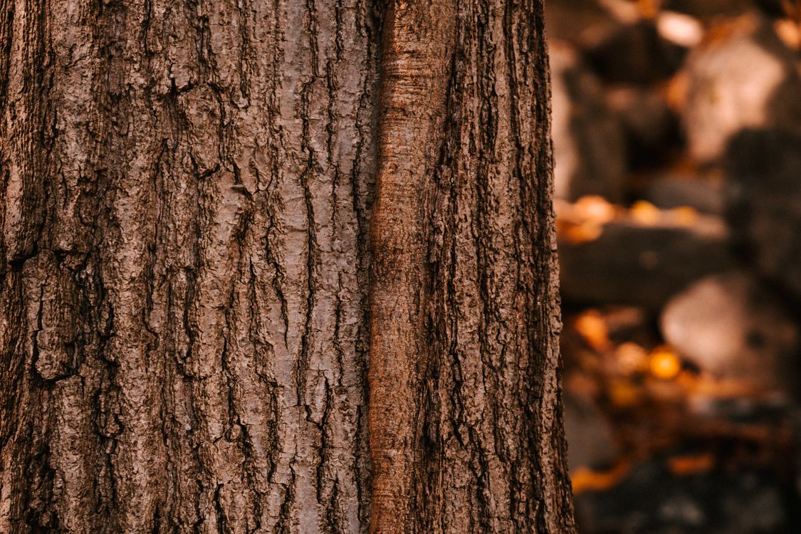 Brown Tree Color Brown Tree · Free Stock Photo