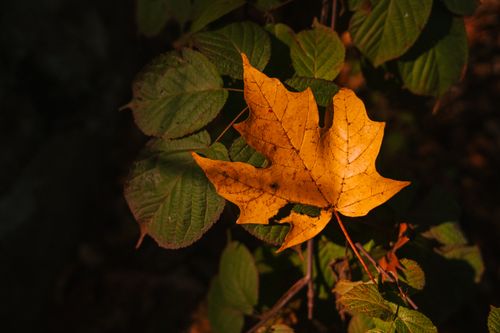 Free High angle of dry yellow maple leaf fallen on green shrub growing in dark forest Stock Photo