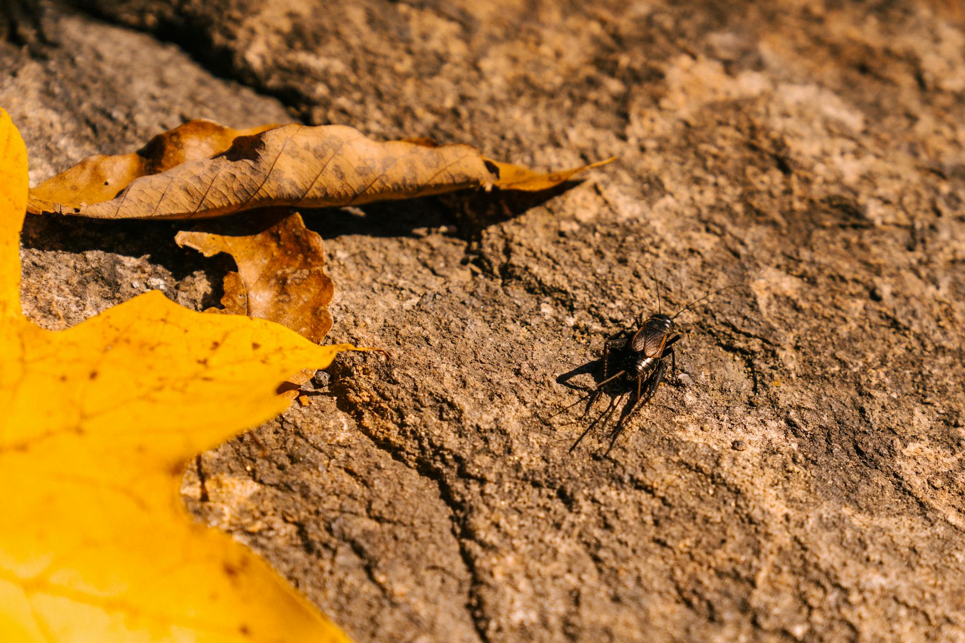 Gryllus Pennsylvanicus near Dried Leaves