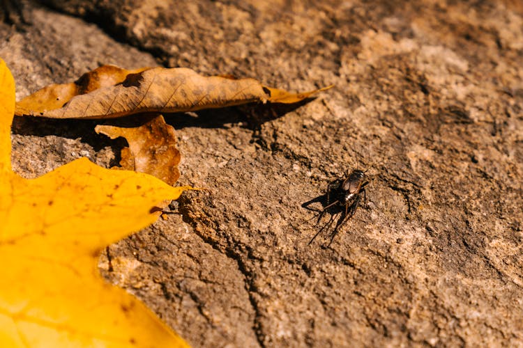 Gryllus Pennsylvanicus Near Dried Leaves