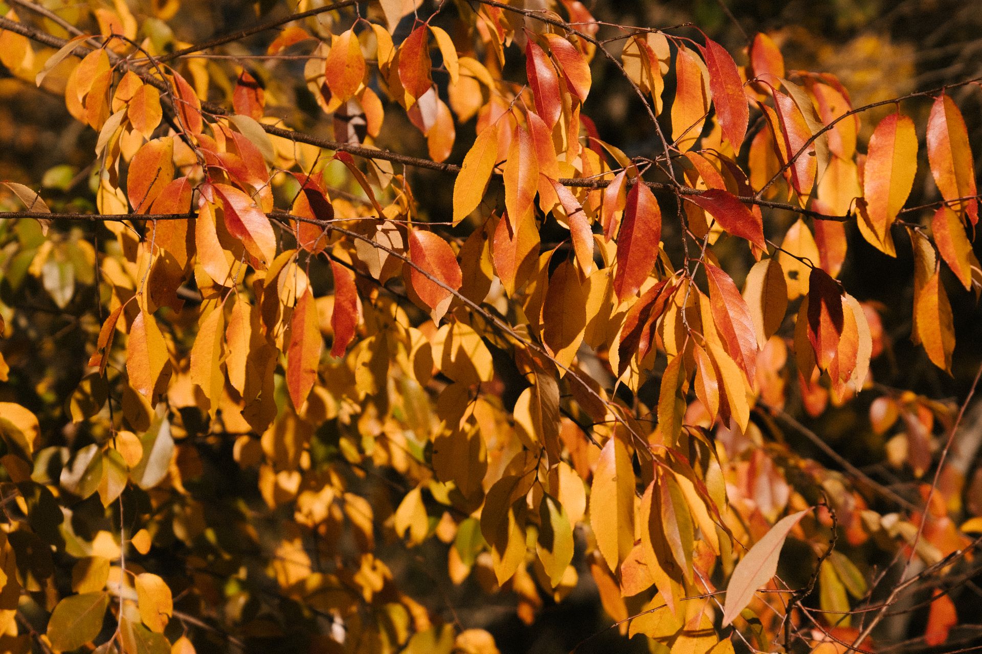 Brown and yellow leaves on thin fragile branches of tree growing in garden on sunny day