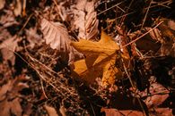 Dry fallen leaves and thin brushwood on ground in autumn forest
