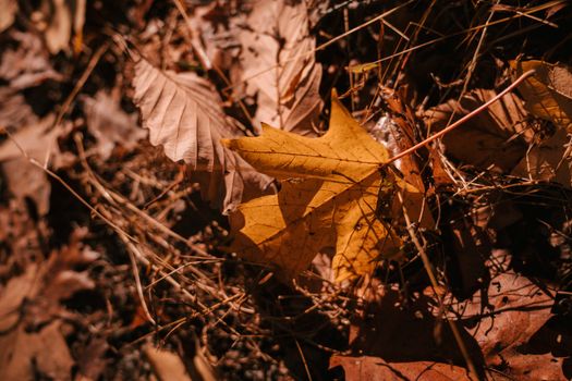 Dry fallen leaves and thin brushwood on ground in autumn forest