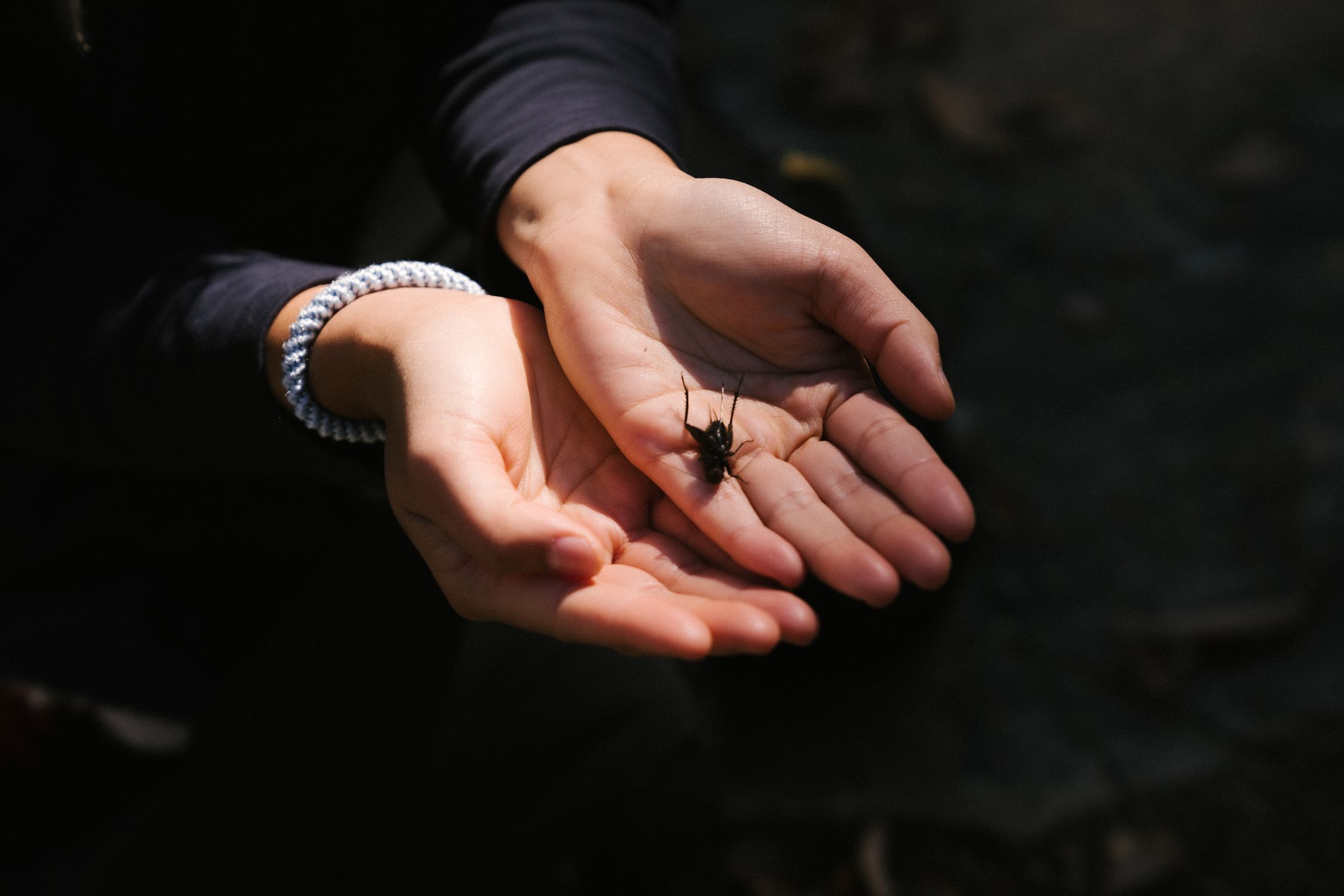 Insect on Person's Hand · Free Stock Photo