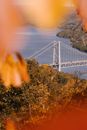 Through golden leaves of Bear Mountain Bridge crossing calm river hilly terrain covered with autumn trees in sunlight
