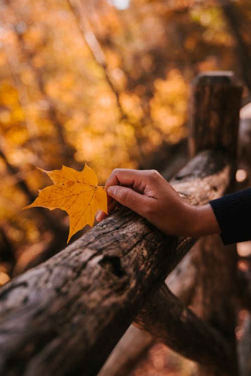 Free Crop faceless lady holding yellow maple leaf in hand while leaning on old wooden fence in picturesque autumn park Stock Photo