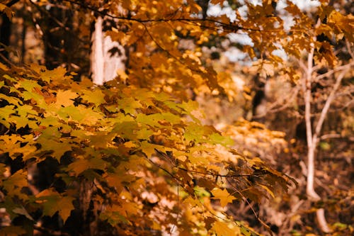 Picturesque yellow leaves of maple tree with fragile branches growing in lush forest on sunny autumn day