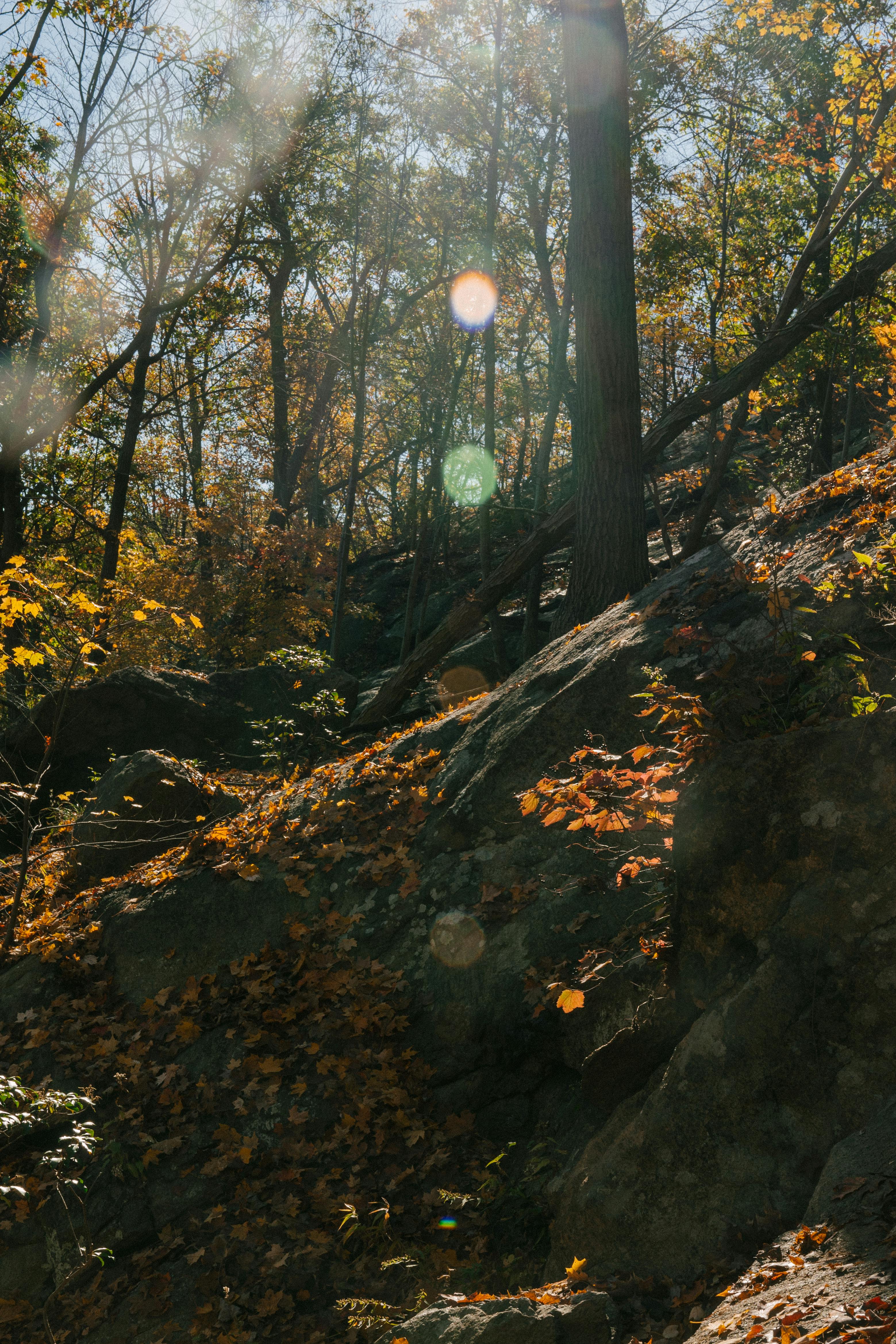 rocky terrain in autumn forest under blue sky