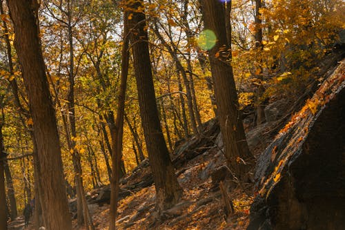 在秋天的公園在陽光下的岩石斜坡上生長的金樹