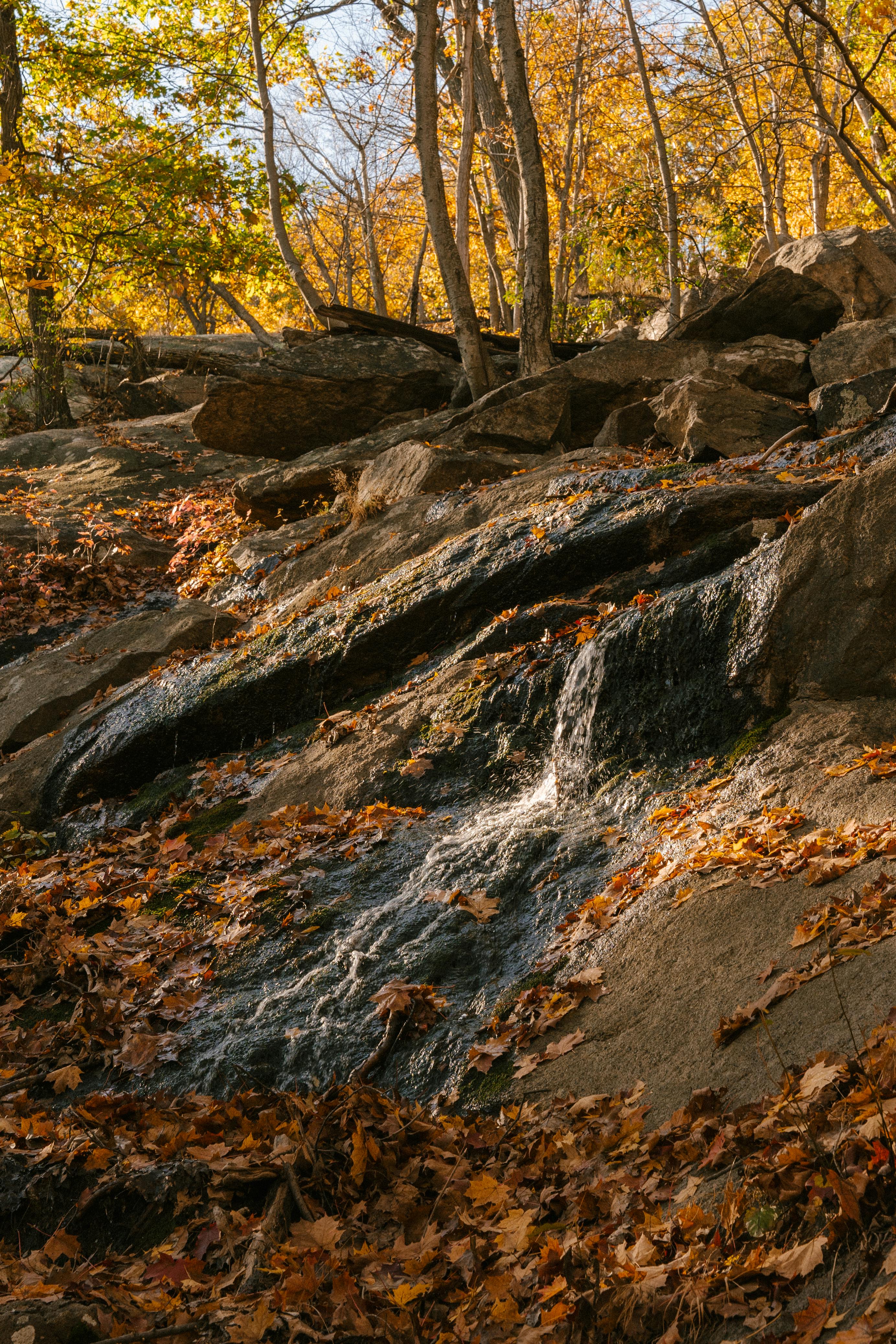 rocky formations in autumn woods