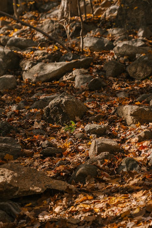 Rough stones on dry fallen leaves under sunlight in park during autumn season