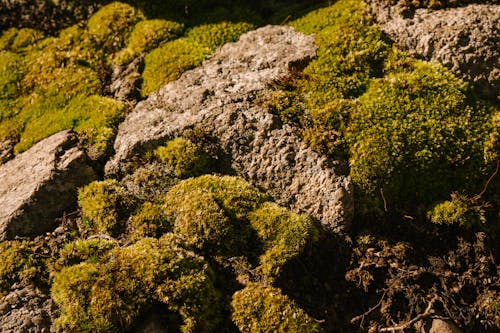 Green moss growing on stony ground
