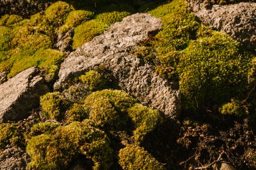 Free High angle of lush moss with rough uneven stones under sunlight in forest Stock Photo