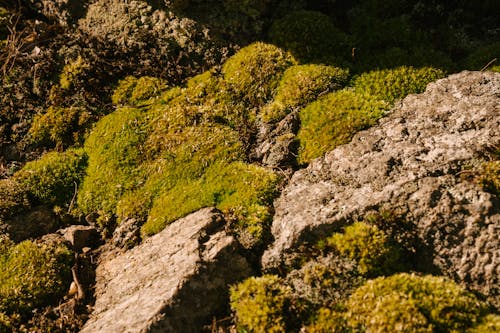 Шероховатая каменистая поверхность с зеленым мхом