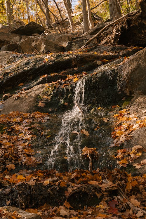 在秋天的樹林中的石頭上溪