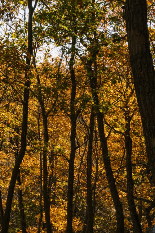 Free Picturesque scenery of tall trunks of trees with golden leaves in forest during fall Stock Photo