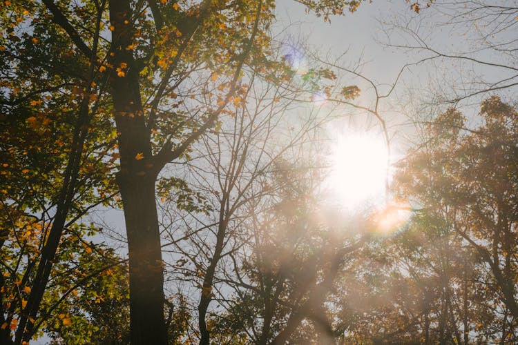 High Autumn Trees In Sunshine In Park